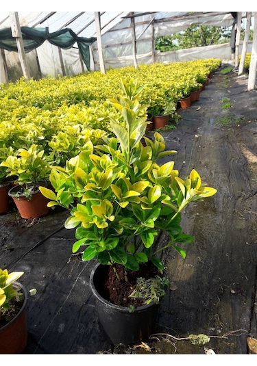 Gold Taflan 20 Adet - Sarı Çit Bitkisi