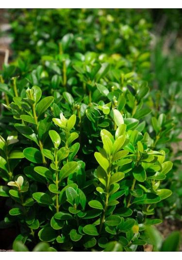 Peyzaj Bitkisi Şimşir Çalısı Buxus