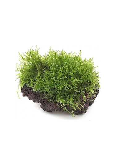 Kayaya Tutturulmuş Java Moss Vesicularia Dubyana