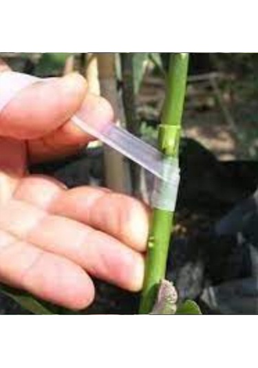 Silikonlu Şeffaf Aşı Bandı Ağaç Dal Fidan Aşılama Bandı