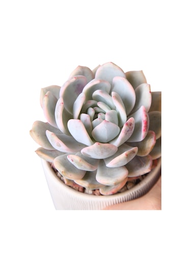 Echeveria Monreo Var - Sukulent Haangarden