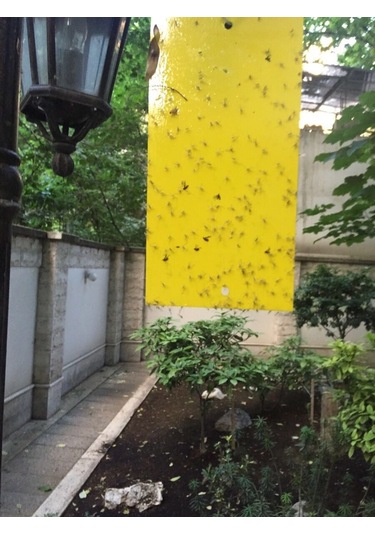 Bytrap Tuta-tut Sinekler İçin Yapışkan Tuzak 5 L