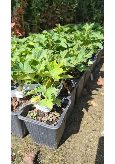 Frenk Üzümü Kırmızı+siyah 2 Adet