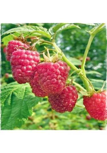 Tüplü Çok İri Meyveli Yediveren Nevada Ahududu Fidanı