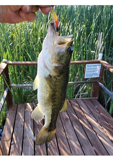 Valkyrie Fosforlu Gerçekçi Silikon Karides Balık Yemi 5 Adet Kutulu - 7.5 CM - 5.5 GR