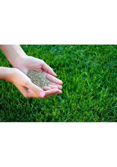 Fıto Sparring 5 Karışım Çim Tohumu 5 Kg