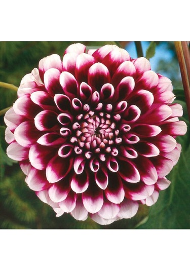 10 Adet Karışık Dahlia Çicek Tohumu 10 Adet Hediye Karışık Renk Gül Tohumu