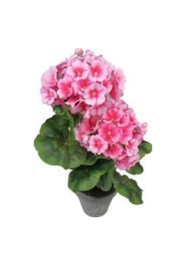 Pembe Çan Çiçeği Tohumu Ekim Seti Kadeh Çiçeği Tohumu 10 Tohum Saksı Toprak Kombin