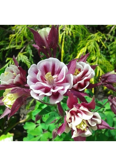 Haseki Küpesi Tohumu 20 Adet