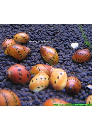 Benekli Nerite Salyangoz 1 Adet