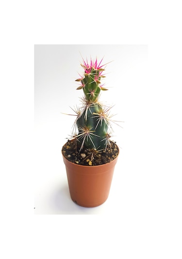 Corynopuntia Invicta Nadide Tür Kaktüs Özel Tekli Kaktüs 5.5 Cm