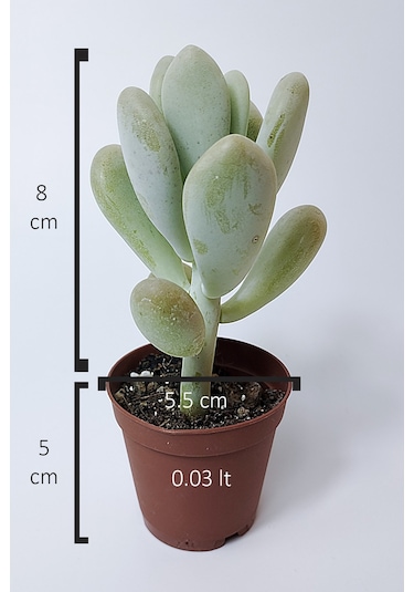 Pachyveria Oviferum Ay Taşı Sukulent Moonstone Özel Tür
