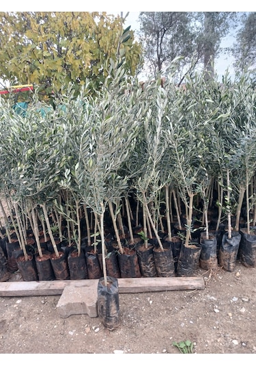 1,5 Yaşında Gemlik Trilye Zeytin Fidanı