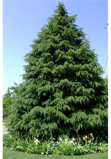 Bahçeniz İçin Himalaya Sedir Fidanı - Zarif Ve Güçlü 40-50 Cm