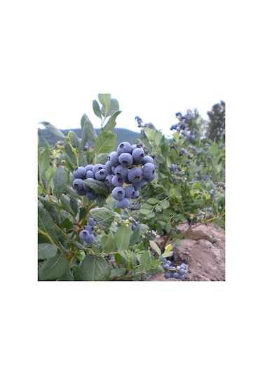 Gojiberry Turkiye Yaban Mersini Fidanı Mavi Yemiş Blueberry 2 Yaş