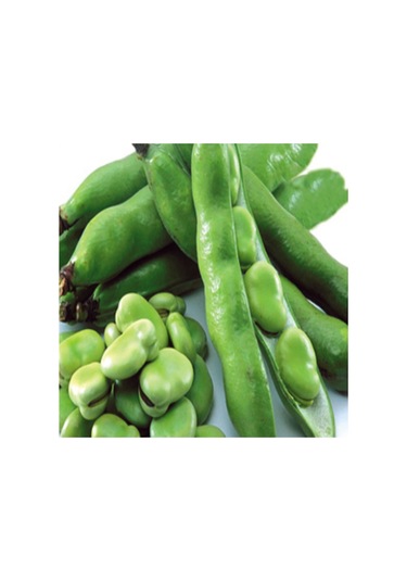 Doğal Geleneksel Doğal Bakla Tohumu 20 Tohum