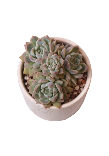 Echeveria Frost Flower - Sukulent Haangarden