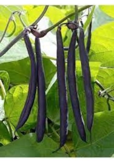 200 Adet Tohum Nadir Etiyopya Organik Siyah Fasülye Fasulye Tohum