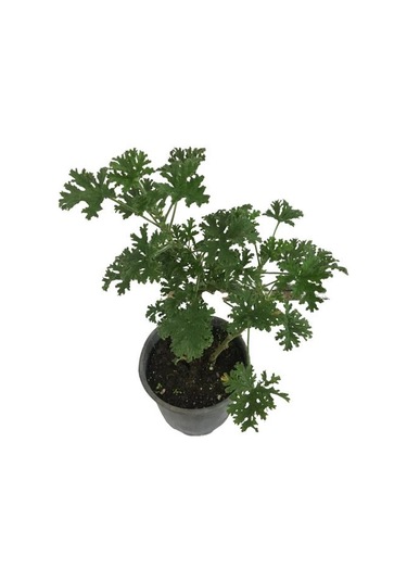 Pelargonium Odoratissimum - Itır Bitkisi 40-50 Cm