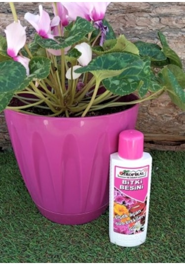 Bitki Besini 3' lü Set Kaktüs Sukulent Besini Çiçek Açtıran