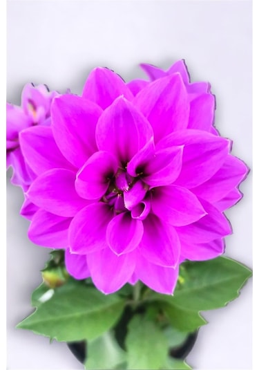 Yıldız Çiçeği Dahlia Mor