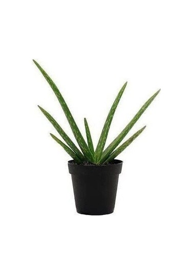 2 Yaş Aloevera Fidanı, Torbalı Ve Tüketime Uygun 1 Adet