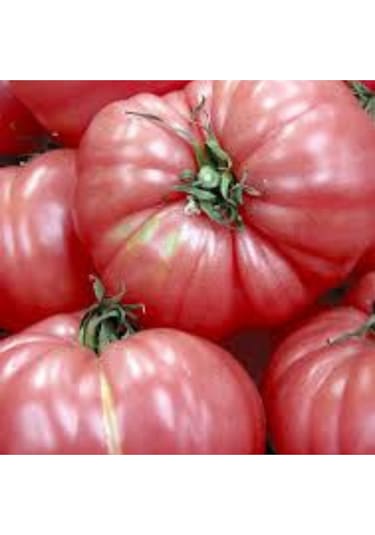 Bahçevilya Pembe Domates Tohumu 200 Adet