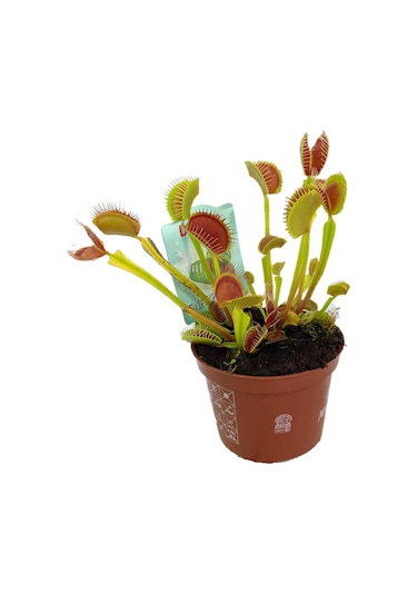 Venus Fly Trap + Nepentes Etobur Bitki Tohumu Etçil Sinek Kapan