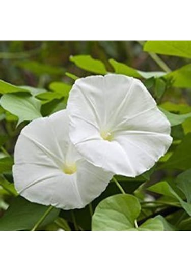 Gece Güzeli Çiçeği Tohumu 10 Tohum