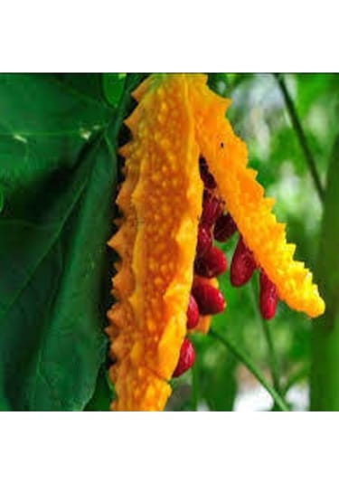 Eko Paket 15 Adet Tohum Nadir Kudret Narı Tohumu Cennet Meyvesi Tohumu