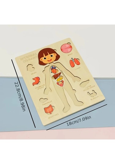 Willowhaven İnsan Vücudu Yapbozu - Çocuklar İçin Eğitici Öğrenme Oyuncağı