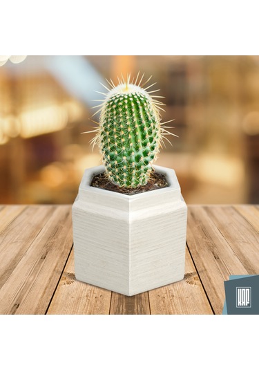 Kaf Ahşap Dekoratif Mini Saksı / Altıgen / Beyaz