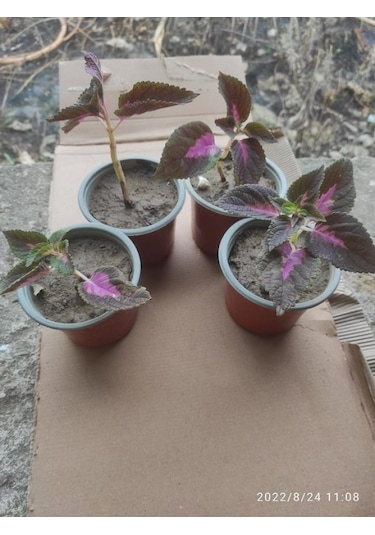Yaprak Güzeli Çiceği Fidanı 10-20 Cm