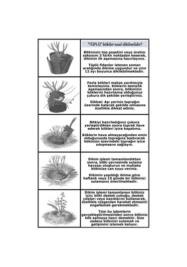 Saksılı Mini Boy Pepino Fidanı Fidesi 10-20 Cm