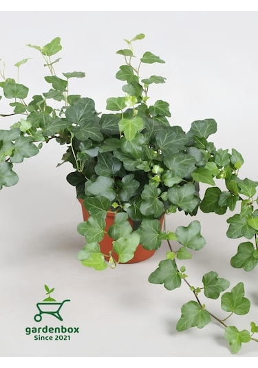 Hedera Helix Sarmaşığı Saksıda 1 Adet 30-40cm