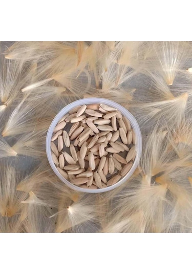 10 Adet Karışık Renklerde Adenium Çöl Gülü Tohumu