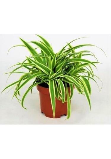 Kurdela Çiçeği Ev Ofis Iç Mekan Bitkisi 10-20 Cm