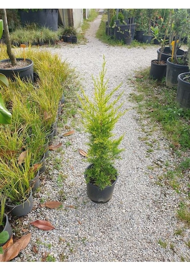 Limon Çamı Limoni Servi 30-60 Cm