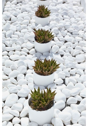 Dolomit Taşı - 6 Kg 60-100 Mm Tamburlanmış Beyaz Doğal Taş