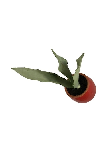 Dekoratif Toprak Saksıda Sansevieria Moonlight Sanseverya 35cm