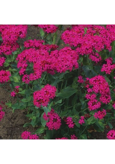 Çingene Pembesi Silene Çiçeği Nakil Çiçeği Tohumu 1000 Tohum