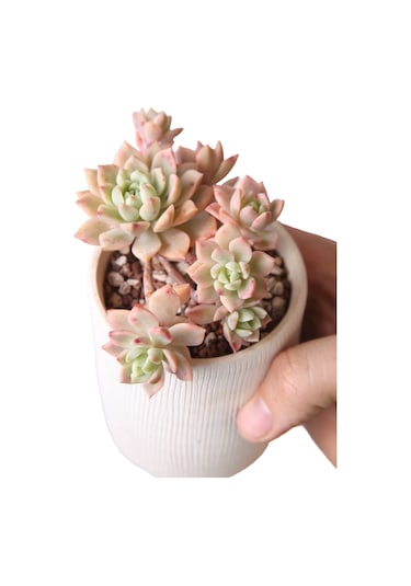 Sedeveria Markus Variegata - Sukulent Haangarden
