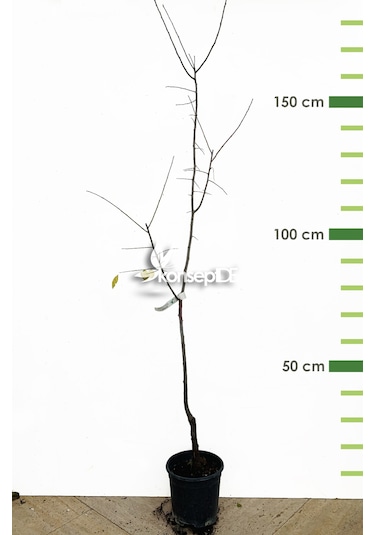 Erik Papaz Fidanı N11.486