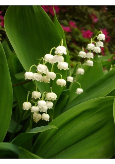 3 Adet Beyaz Renkli Müge Çiçeği Soğanı Kokulu