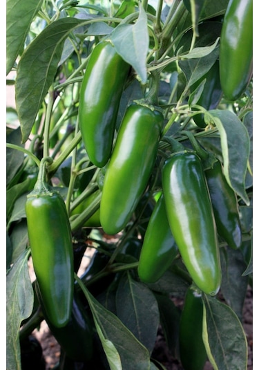 Jalapeno Biber Fidesi 6 Adet