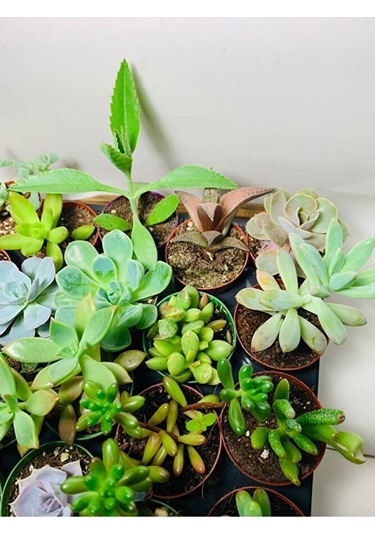 Sukulent Saksı Set 5.5cm 20 Adet