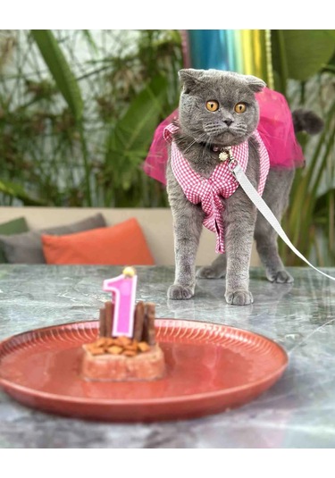 Gobo Kareli Yıldızlı Tüllü Kedi Köpek Kıyafeti Elbisesi