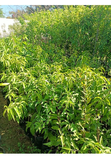 Yeşil Deniz Fidancılık Tüplü Gülhaven Şeftali Fidanı 70-120 Cm