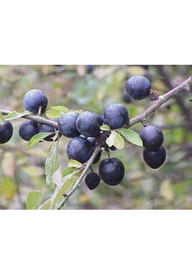 Bahçevilya Siyah Mersin Murt Fidanı 20-30 Cm Boylarında Tüplü