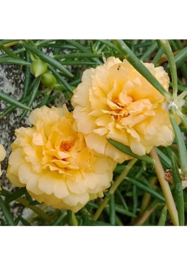 50 Adet Tohum Hobi Bahçe Balkon Sarı Karanfil Çiçek Mezarlık Kabir Çiçeği Tohumu Saksı Toprak..